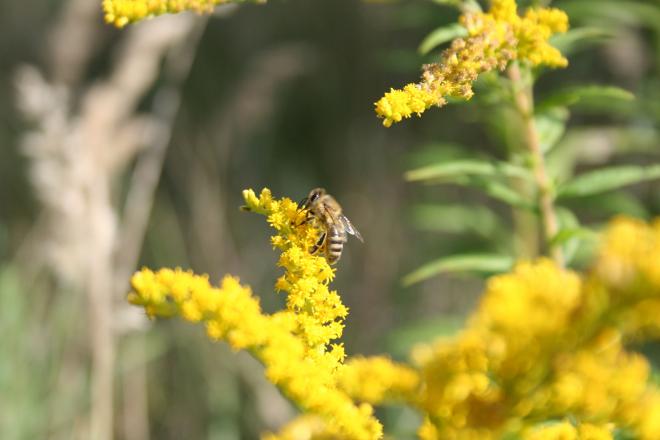 Biene auf Blüte