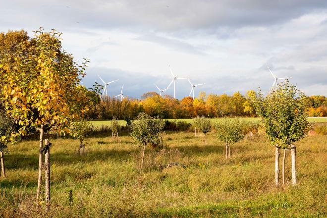 Landschaftsbild von jungen Bäumen und Windrädern