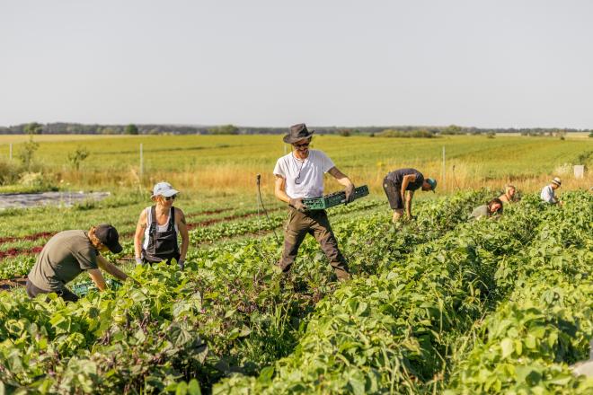 Menschen ernten im Feld einer Tiny Farm