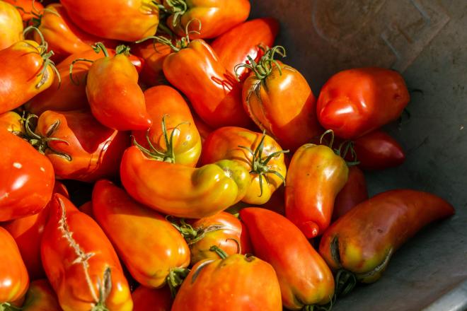 Sonnengereifte Tomaten